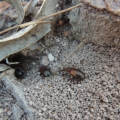 Metriolagria formicicola at Conder, ACT - 30 Dec 2017 08:59 PM