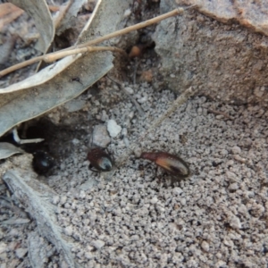 Metriolagria formicicola at Conder, ACT - 30 Dec 2017