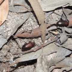 Metriolagria formicicola at Conder, ACT - 30 Dec 2017 08:59 PM