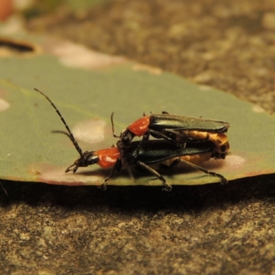 Chauliognathus tricolor (Tricolor soldier beetle) at Rob Roy Range - 30 Dec 2017 by michaelb