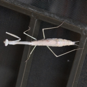 Archimantis sp. (genus) at Calwell, ACT - 23 Jan 2018 10:58 AM