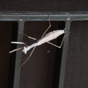 Archimantis sp. (genus) at Calwell, ACT - 23 Jan 2018 10:58 AM