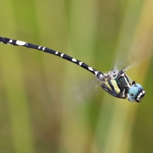 Parasynthemis regina at Jerrabomberra, ACT - 22 Jan 2018 10:52 AM