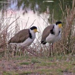 Vanellus miles (Masked Lapwing) at Paddys River, ACT - 13 Apr 2017 by RodDeb