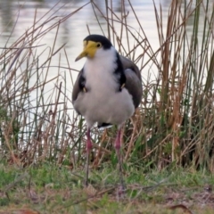 Vanellus miles at Paddys River, ACT - 13 Apr 2017