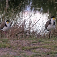 Vanellus miles at Paddys River, ACT - 13 Apr 2017