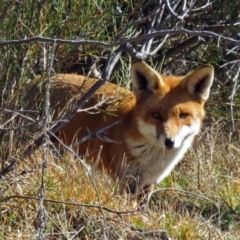 Vulpes vulpes (Red Fox) at Paddys River, ACT - 11 Aug 2016 by RodDeb