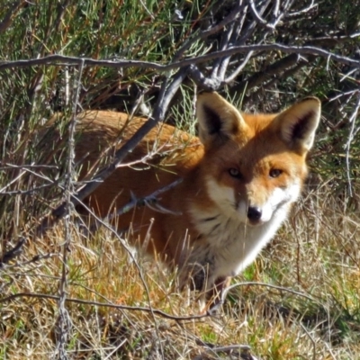 Vulpes vulpes (Red Fox) at Paddys River, ACT - 11 Aug 2016 by RodDeb