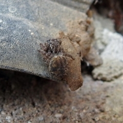 Unidentified Jumping or peacock spider (Salticidae) at Macarthur, ACT - 22 Jan 2018 by RodDeb