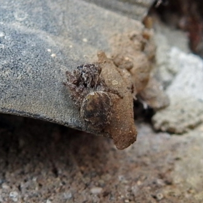 Unidentified Jumping or peacock spider (Salticidae) at Macarthur, ACT - 22 Jan 2018 by RodDeb