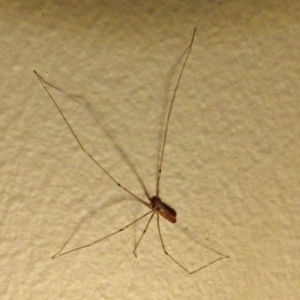 Pholcus phalangioides at Macarthur, ACT - 21 Jan 2018