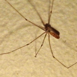 Pholcus phalangioides at Macarthur, ACT - 21 Jan 2018