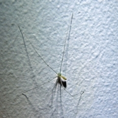 Pholcus phalangioides at Macarthur, ACT - 21 Jan 2018 11:05 PM