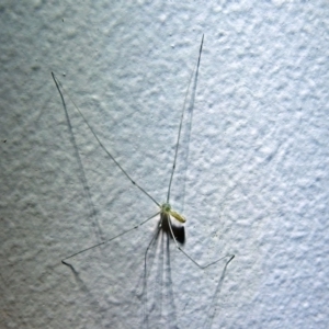 Pholcus phalangioides at Macarthur, ACT - 21 Jan 2018 11:05 PM