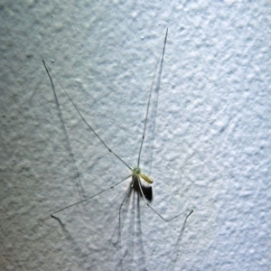 Pholcus phalangioides at Macarthur, ACT - 21 Jan 2018