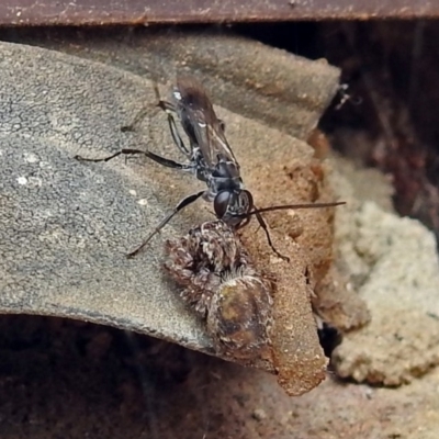 Sphecinae sp. (subfamily) (Unidentified Sand or Digger wasp) at Macarthur, ACT - 22 Jan 2018 by RodDeb