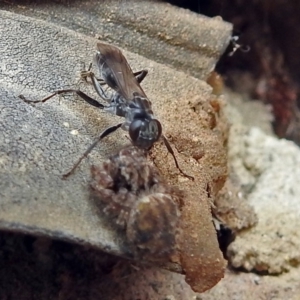 Sphecinae sp. (subfamily) at Macarthur, ACT - 22 Jan 2018 02:23 PM