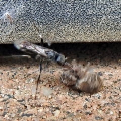 Sphecinae sp. (subfamily) at Macarthur, ACT - 22 Jan 2018 02:23 PM