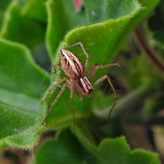 Oxyopes sp. (genus) (Lynx spider) at Macarthur, ACT - 22 Jan 2018 by RodDeb