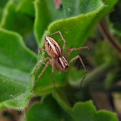 Oxyopes (genus) (Lynx spider) at Macarthur, ACT - 22 Jan 2018 by RodDeb