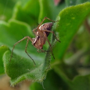 Oxyopes sp. (genus) at Macarthur, ACT - 22 Jan 2018 02:21 PM