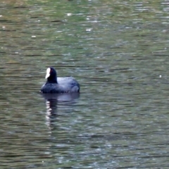 Fulica atra (Eurasian Coot) at Upper Stranger Pond - 22 Jan 2018 by RodDeb