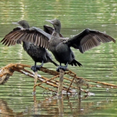 Phalacrocorax sulcirostris (Little Black Cormorant) at Upper Stranger Pond - 22 Jan 2018 by RodDeb