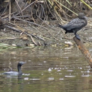 Phalacrocorax sulcirostris at Isabella Plains, ACT - 22 Jan 2018