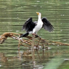 Microcarbo melanoleucos (Little Pied Cormorant) at Upper Stranger Pond - 22 Jan 2018 by RodDeb