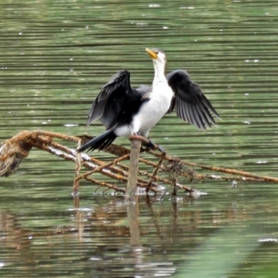 Microcarbo melanoleucos (Little Pied Cormorant) at Upper Stranger Pond - 22 Jan 2018 by RodDeb