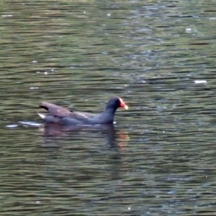 Gallinula tenebrosa (Dusky Moorhen) at Isabella Plains, ACT - 22 Jan 2018 by RodDeb