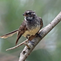 Rhipidura albiscapa (Grey Fantail) at Isabella Plains, ACT - 22 Jan 2018 by RodDeb