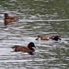 Aythya australis (Hardhead) at Upper Stranger Pond - 22 Jan 2018 by RodDeb