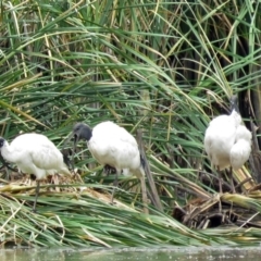 Threskiornis molucca (Australian White Ibis) at Upper Stranger Pond - 22 Jan 2018 by RodDeb