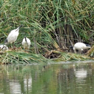 Threskiornis molucca at Bonython, ACT - 22 Jan 2018