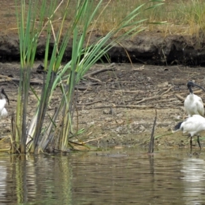 Threskiornis molucca at Bonython, ACT - 22 Jan 2018 12:15 PM