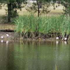 Threskiornis molucca at Bonython, ACT - 22 Jan 2018 12:15 PM