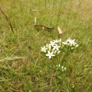 Centaurium sp. at Cotter River, ACT - 22 Jan 2018 12:00 AM