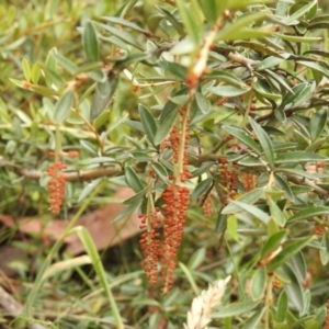 Grevillea diminuta at Cotter River, ACT - 22 Jan 2018