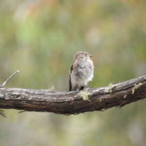 Petroica phoenicea at Cotter River, ACT - 22 Jan 2018