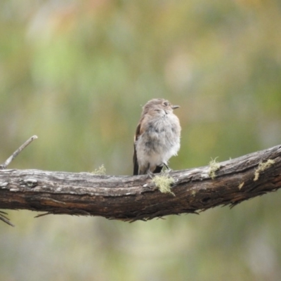 Petroica phoenicea (Flame Robin) at Cotter River, ACT - 22 Jan 2018 by Qwerty