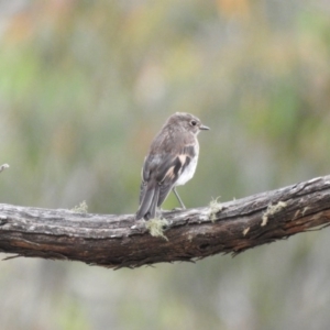 Petroica phoenicea at Cotter River, ACT - 22 Jan 2018