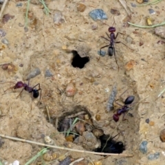 Iridomyrmex purpureus (Meat Ant) at Isabella Plains, ACT - 22 Jan 2018 by RodDeb
