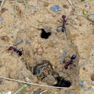 Iridomyrmex purpureus (Meat Ant) at Upper Stranger Pond - 22 Jan 2018 by RodDeb