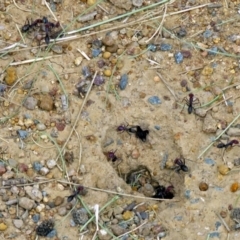 Iridomyrmex purpureus at Isabella Plains, ACT - 22 Jan 2018 12:54 PM