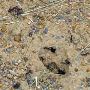 Iridomyrmex purpureus at Isabella Plains, ACT - 22 Jan 2018