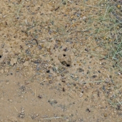 Iridomyrmex purpureus at Isabella Plains, ACT - 22 Jan 2018