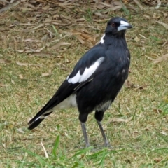 Gymnorhina tibicen (Australian Magpie) at Isabella Plains, ACT - 22 Jan 2018 by RodDeb