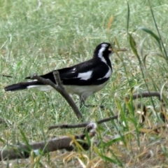 Grallina cyanoleuca (Magpie-lark) at Upper Stranger Pond - 22 Jan 2018 by RodDeb