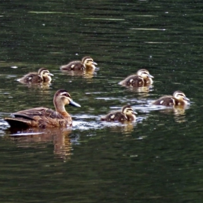 Anas superciliosa (Pacific Black Duck) at Upper Stranger Pond - 22 Jan 2018 by RodDeb